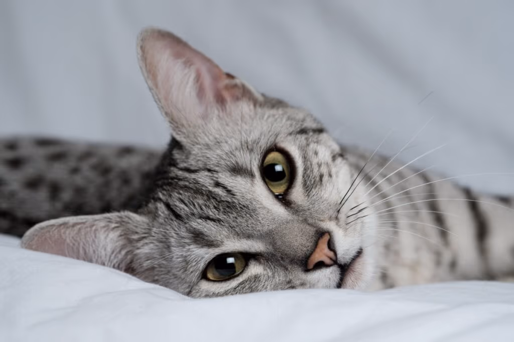 4 características do gato da raça mau egípcio 