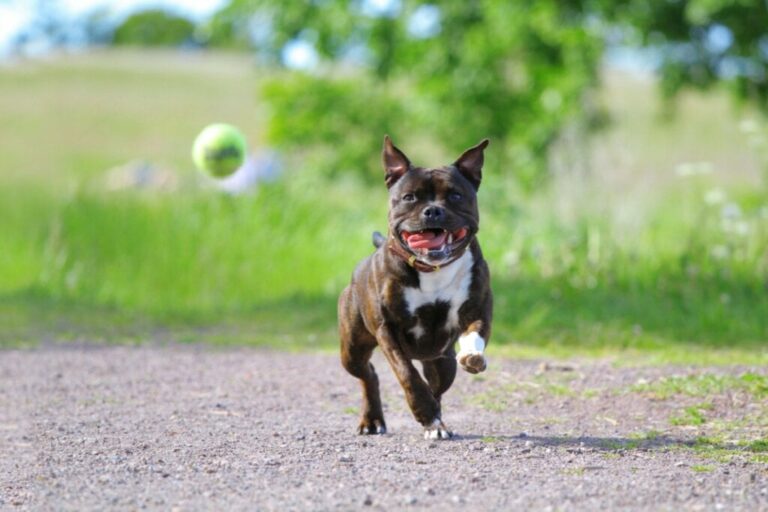 4 características do cachorro da raça staffordshire bull terrier 