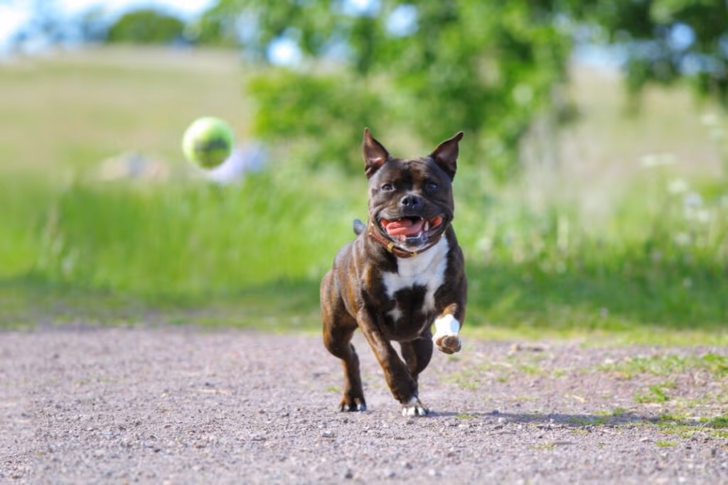 4 características do cachorro da raça staffordshire bull terrier 
