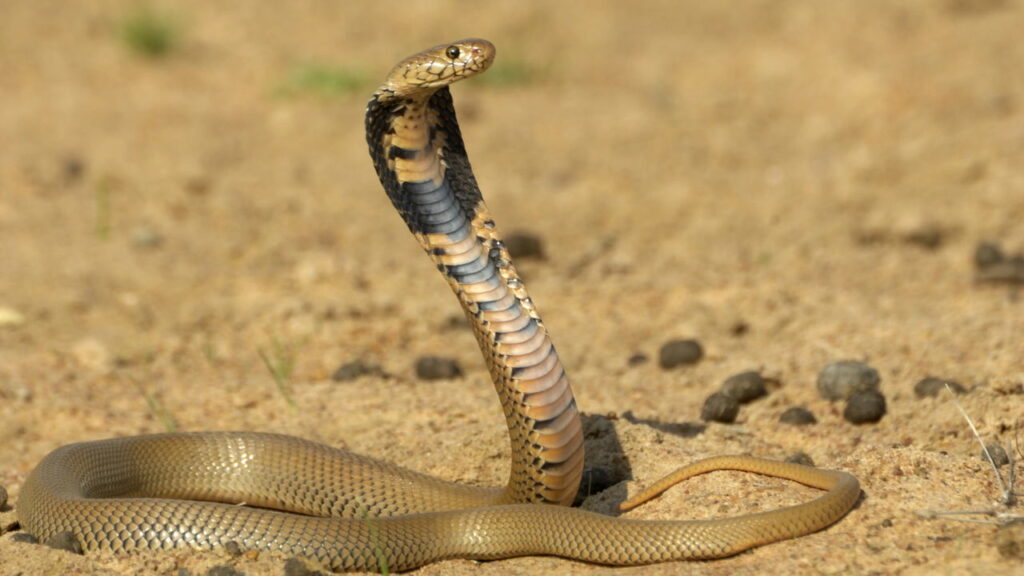 Conheça o homem que já levou mais de 200 picadas de cobra