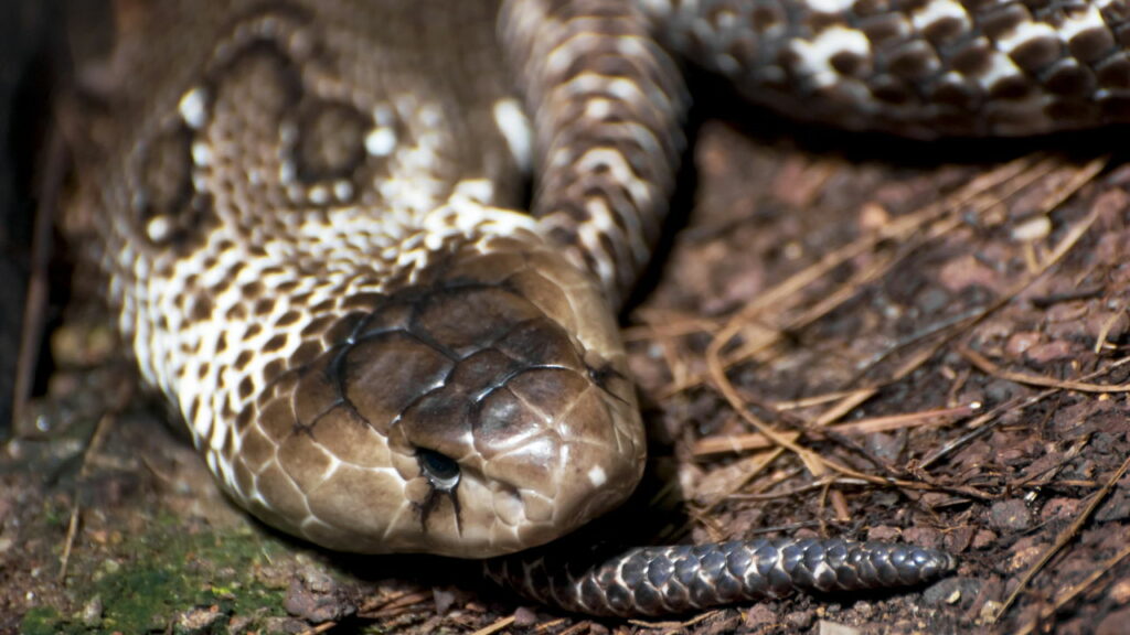 Homem solta cobras gigantes na porta de vizinho como vingança