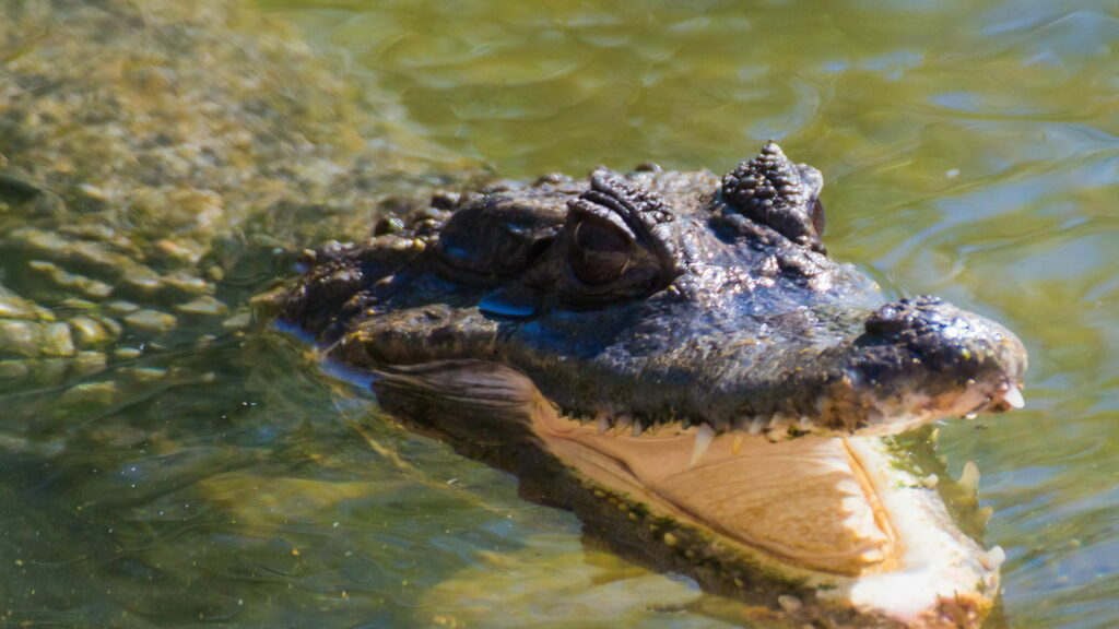Ele entrou no rio cheio de crocodilos e o que aconteceu vai te arrepiar