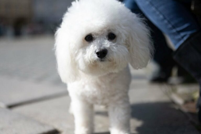 4 características do cachorro da raça bichon frisé 