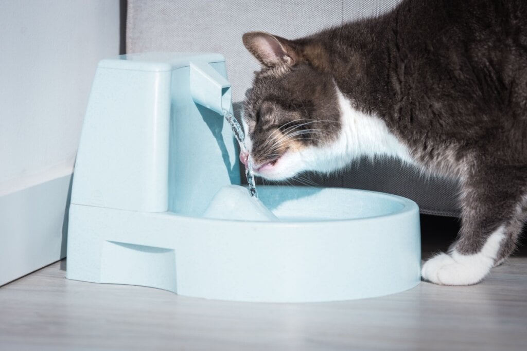 5 cuidados para quem tem ou pretende adotar um gato