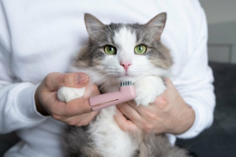 Veja como cuidar da saúde bucal do seu animal de estimação