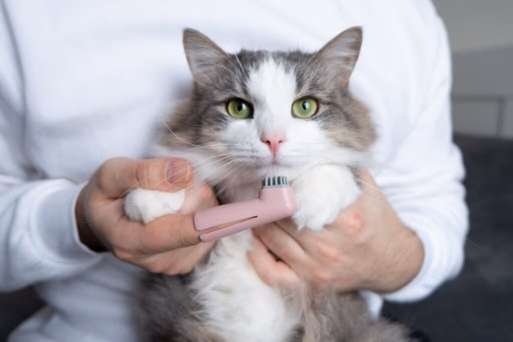 Veja como cuidar da saúde bucal do seu animal de estimação