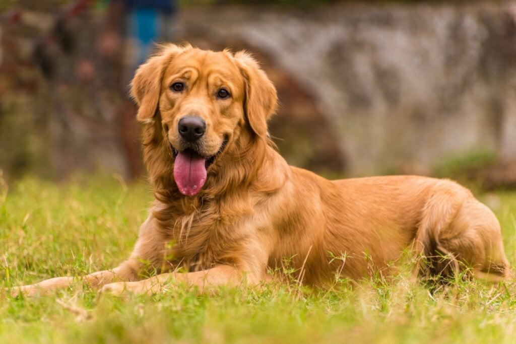 7 raças de cachorro ideais para quem tem gato