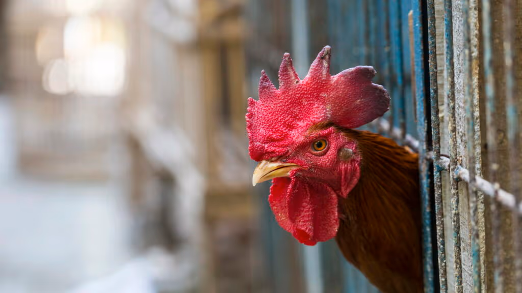 Qual é a situação da gripe aviária no Brasil?