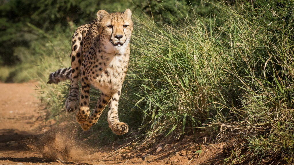 Você sabe quais são os animais mais rápidos do mundo?