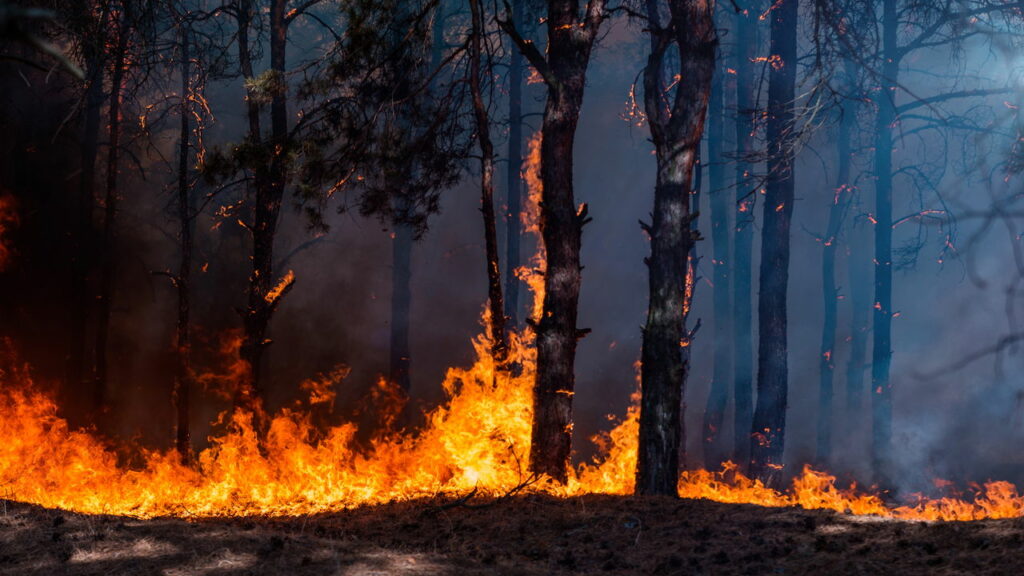 Incêndios florestais no Canadá estão fora de controle