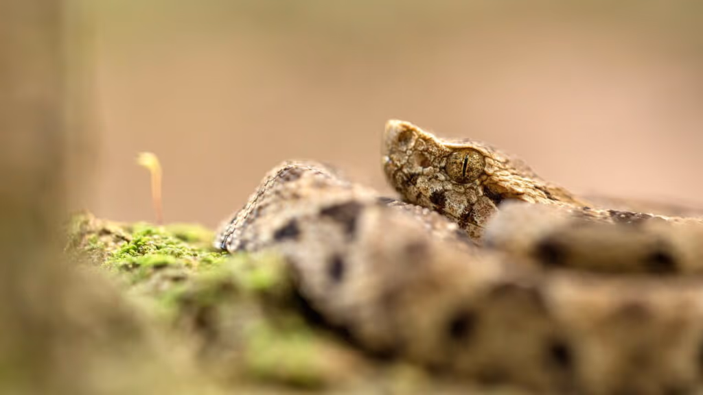 Seu quintal abriga o animal mais letal do Brasil e você nem desconfia