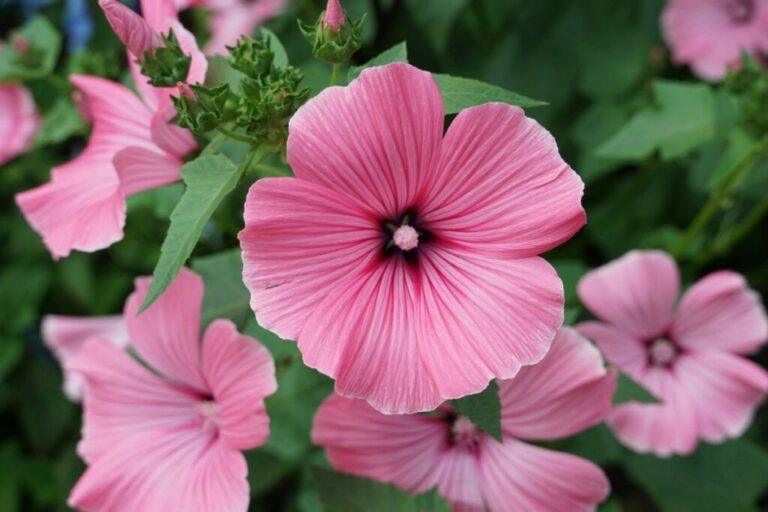 Veja hortaliças e flores ideais para cultivar em maio