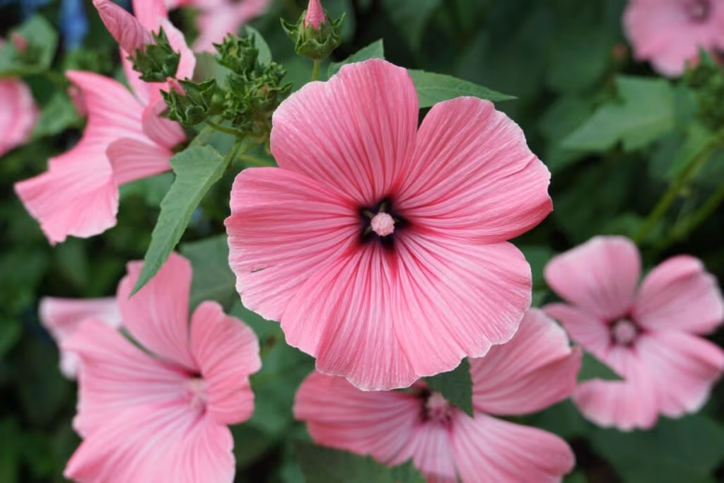 Veja hortaliças e flores ideais para cultivar em maio