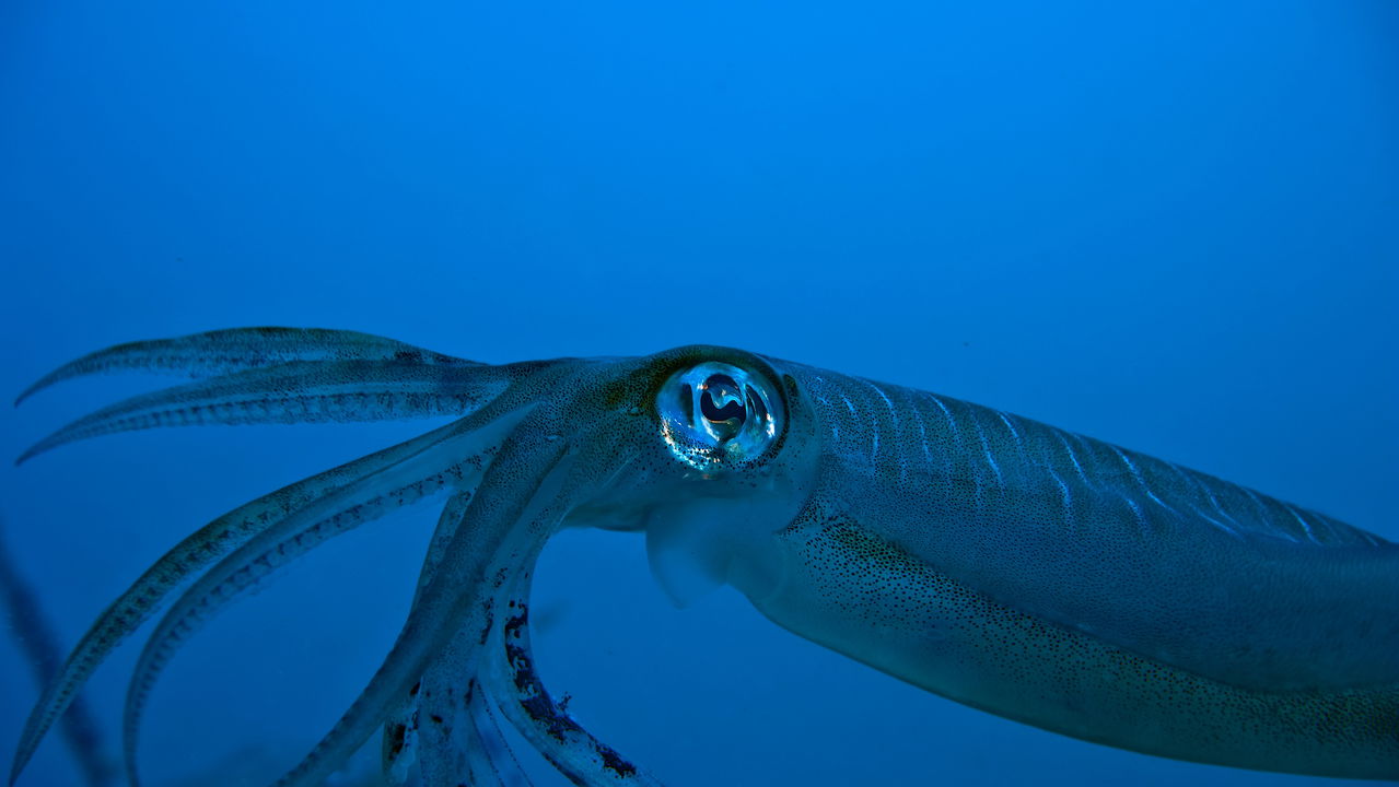 Lula-Colossal é vista pela primeira vez na história nesse lugar, veja imagens