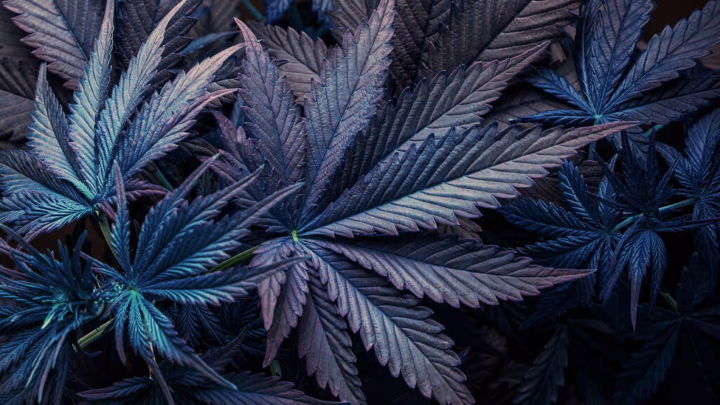 Maconha pode prejudicar a saúde cardiovascular
