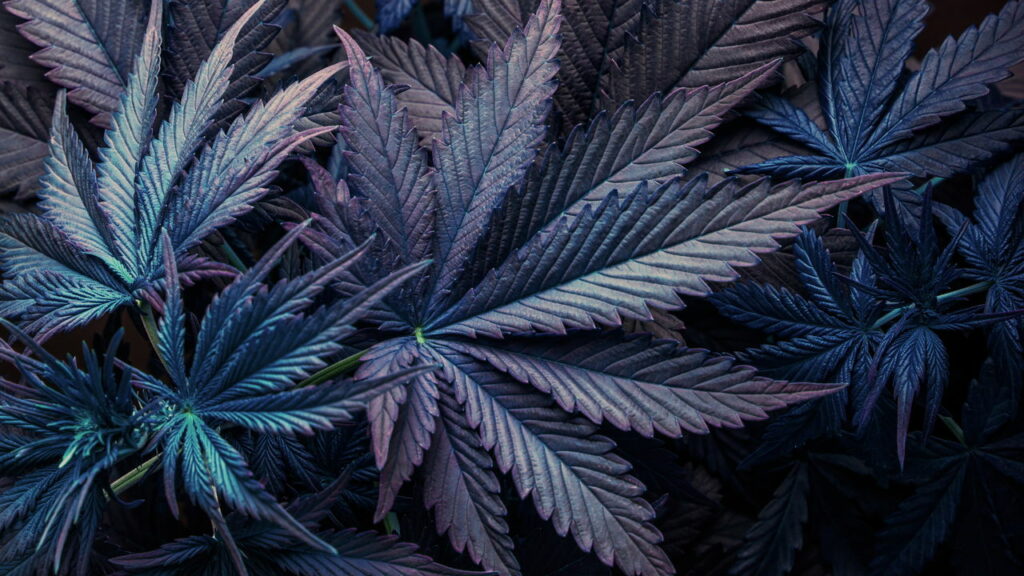 Maconha pode prejudicar a saúde cardiovascular