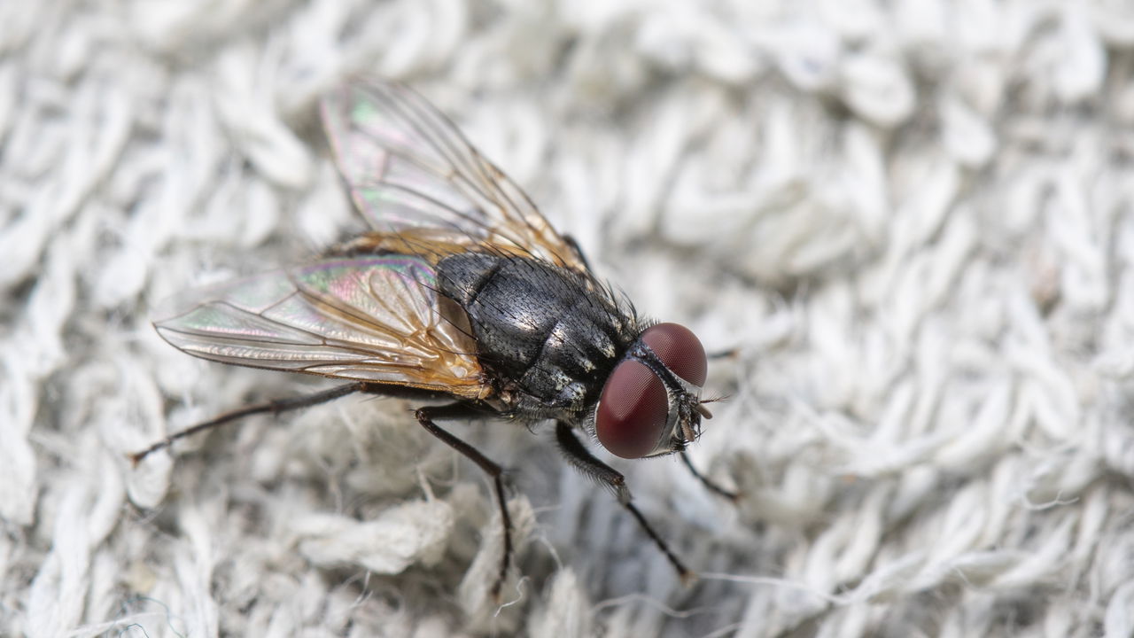 Mosca pousou na comida, é necessário jogá-la fora?