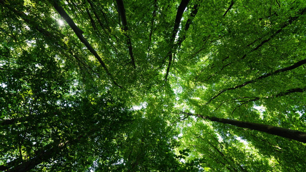 O som mais alto da natureza não vem de um animal — veja o que é
