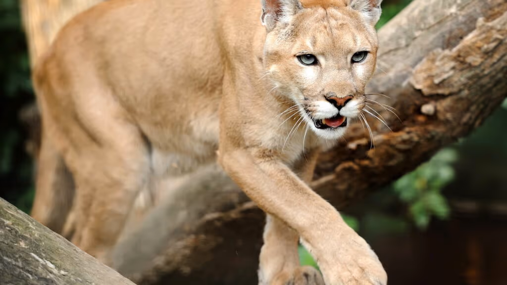 Novo ataque de onça acontece no RS