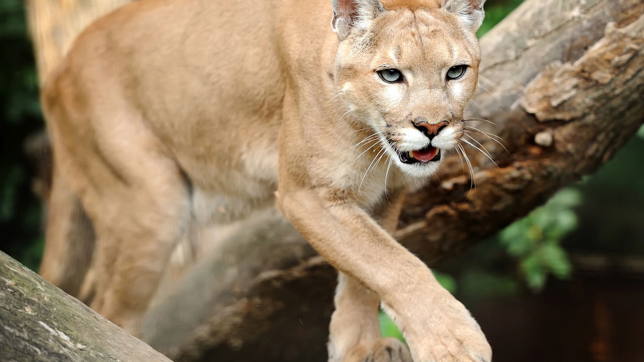Novo ataque de onça acontece no RS