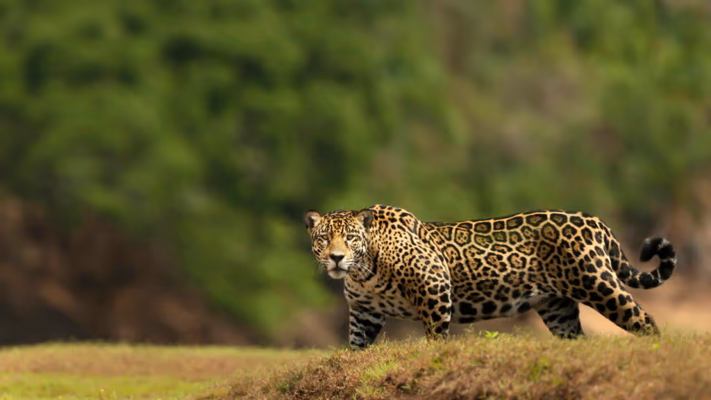 Biólogo filma ataque sensacional de onça-pintada a jacaré no Pantanal