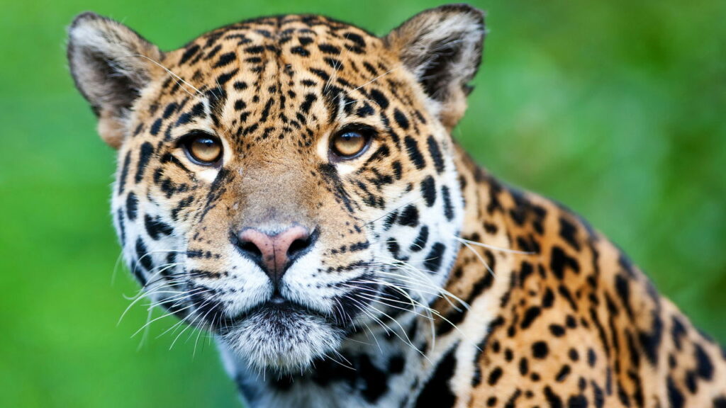 Esse é o maior felino do mundo - e o tamanho vai te surpreender