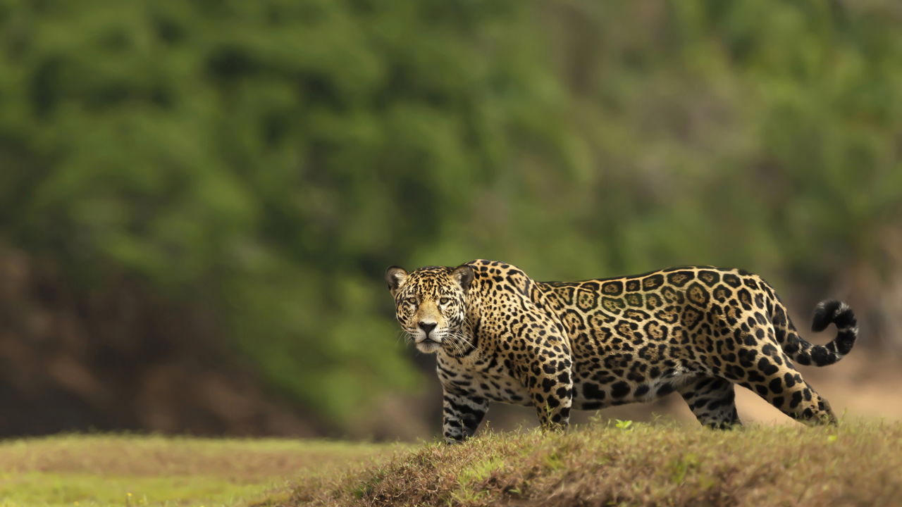 Por que as onças não atacam humanos com frequência