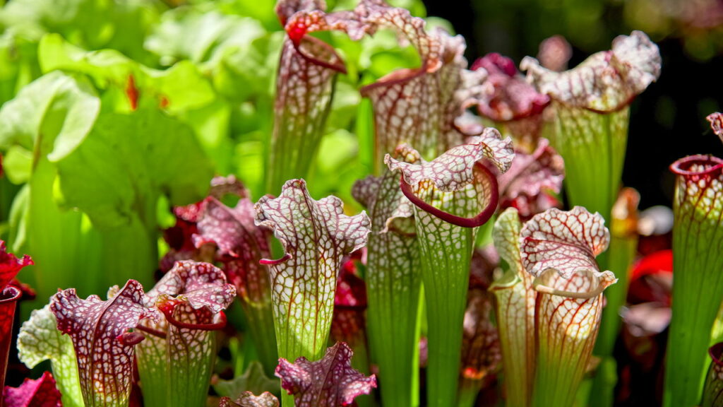 Essas plantas são carnívoras e vivem em território brasileiro