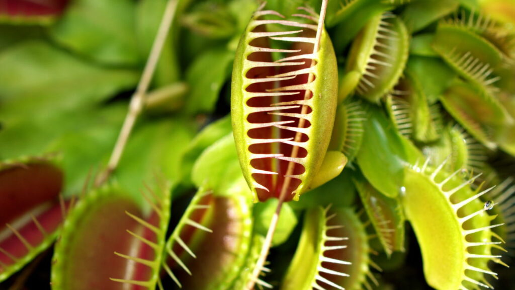 Essas plantas são carnívoras e vivem em território brasileiro