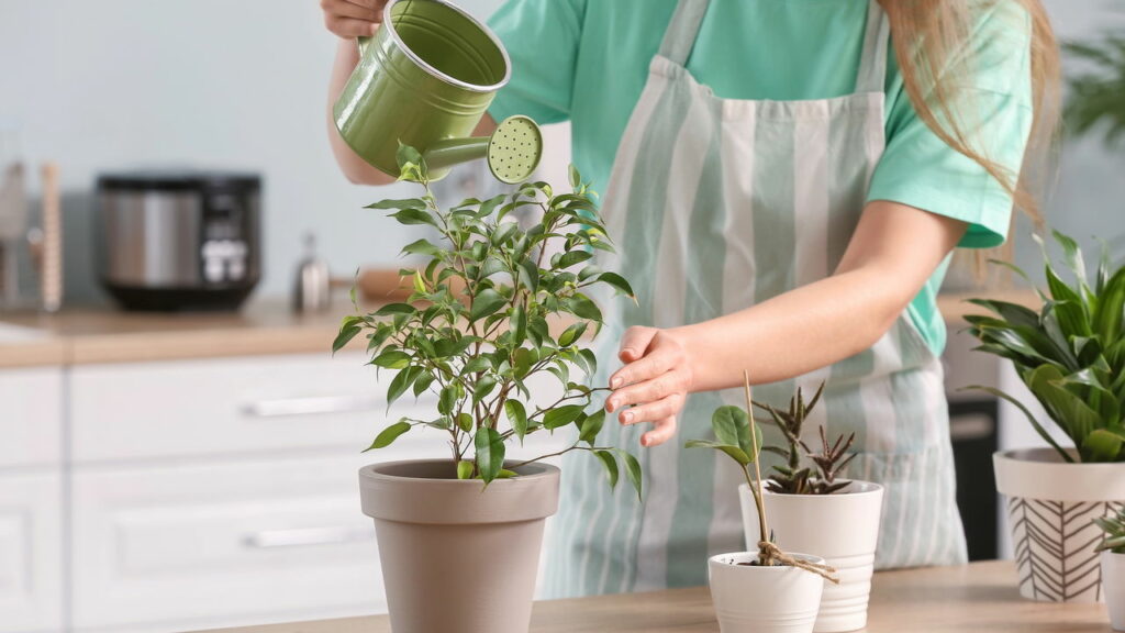 O que significa ter muitas plantas em casa, segundo a psicologia