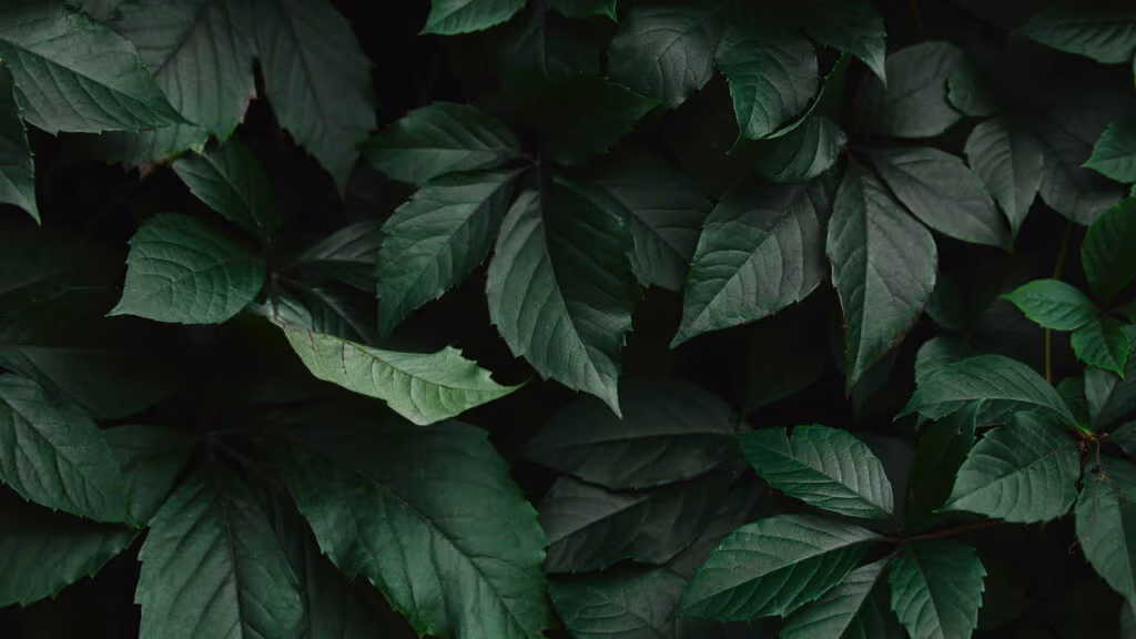 A planta que “explode” para se reproduzir — e assusta quem vê de perto