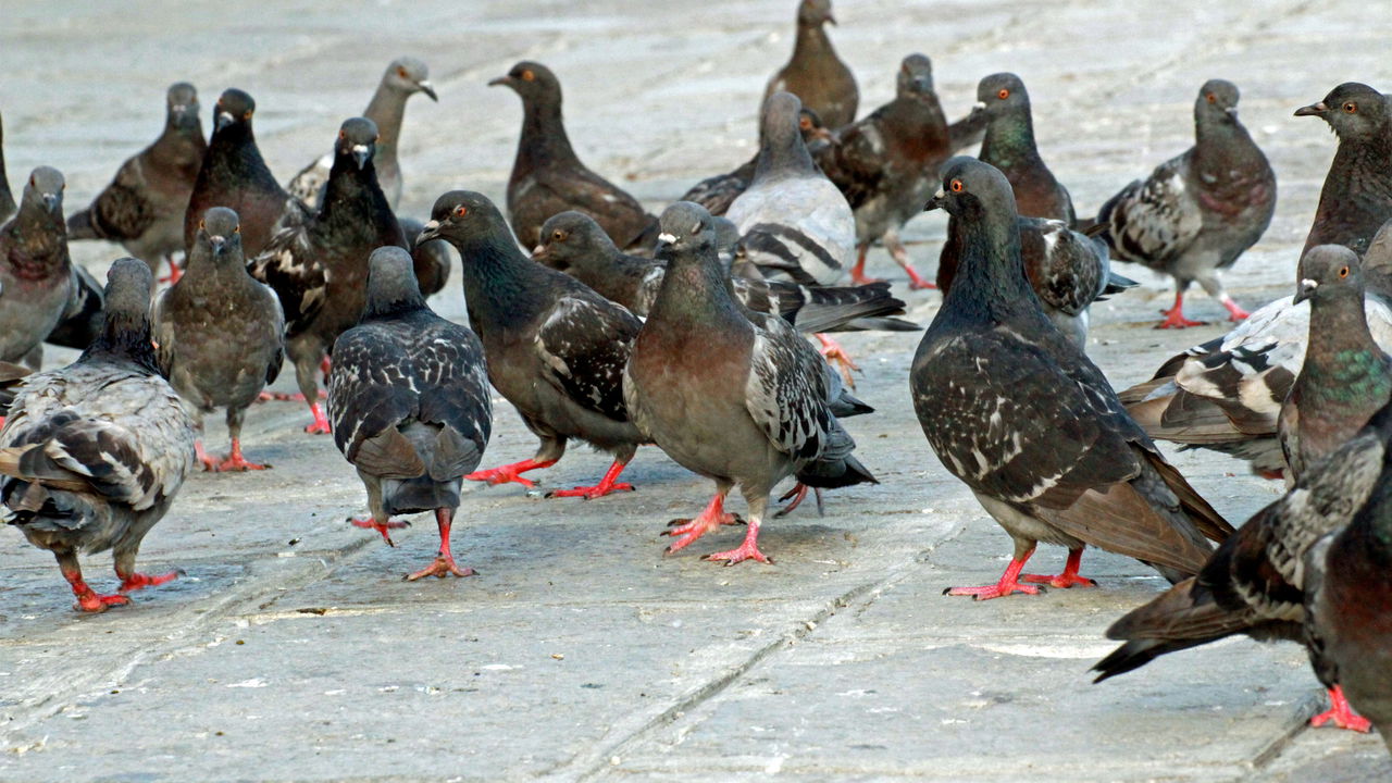 Mortes de pombos em Copacabana causam alarde no Rio