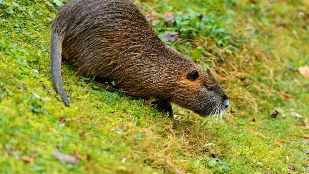 Esse animal é imune a quase todas as doenças — e intriga a ciência