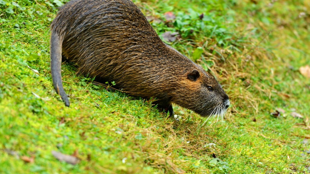 Esse animal é imune a quase todas as doenças — e intriga a ciência