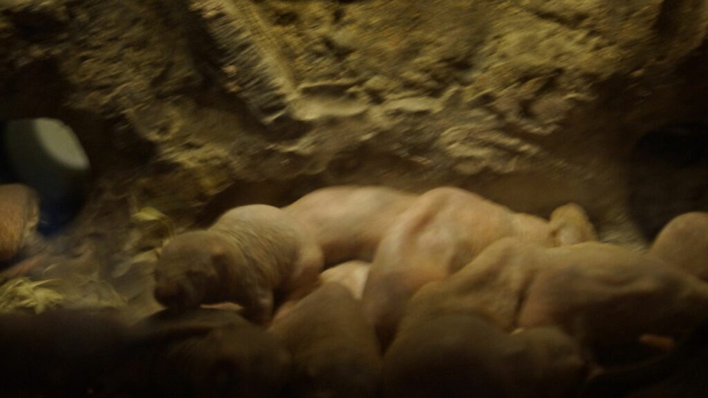 Esse animal é imune a quase todas as doenças — e intriga a ciência