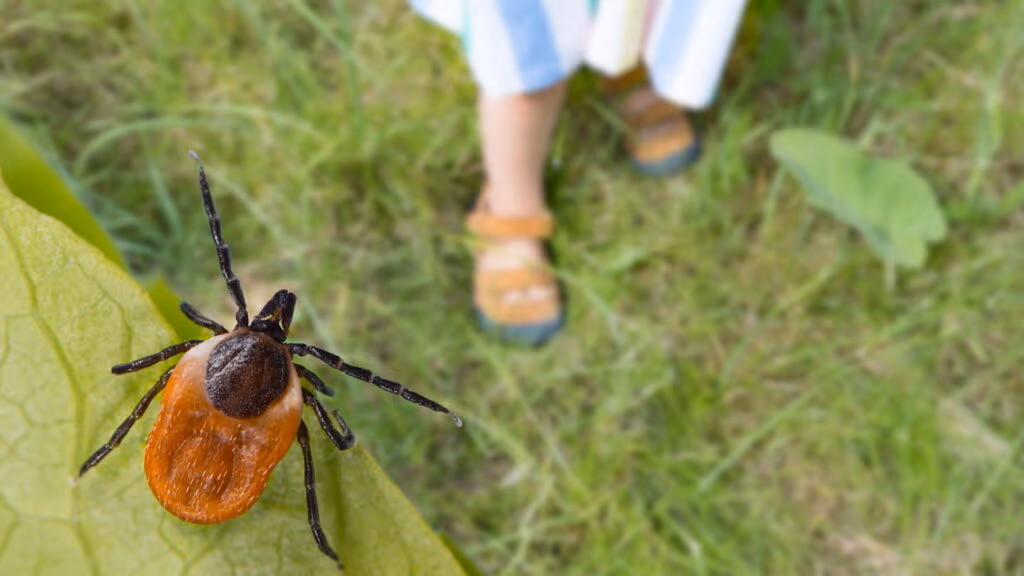 Como repelir pulgas e carrapatos usando uma fragrância natural que eles não suportam
