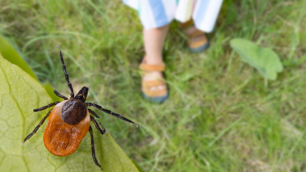Como repelir pulgas e carrapatos usando uma fragrância natural que eles não suportam