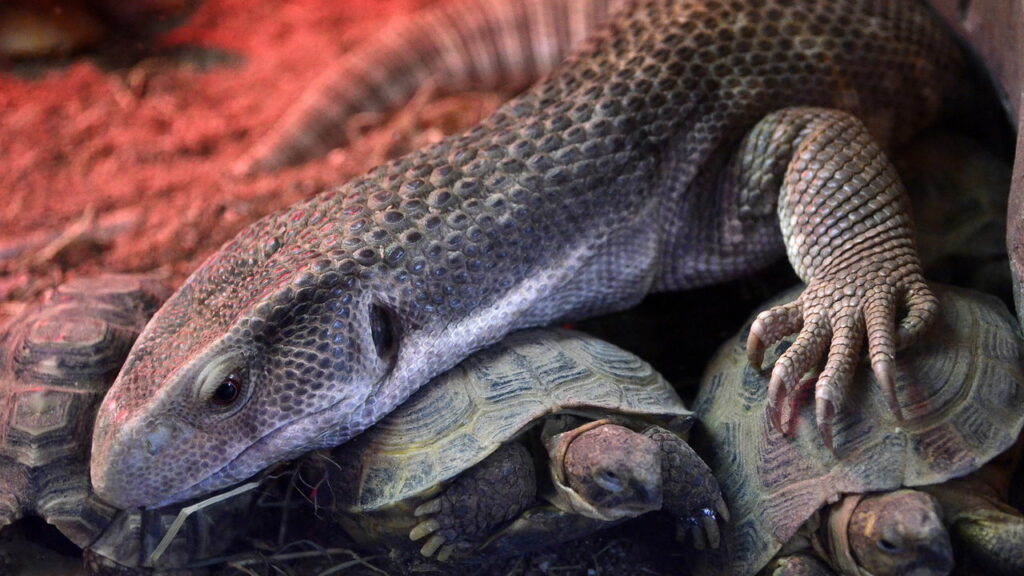Conheça os animais que possuem traços dos dinossauros hoje