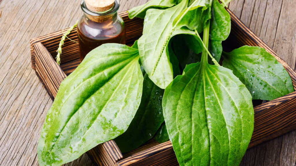 Segredinho dos médicos é revelado com essa planta esquecida