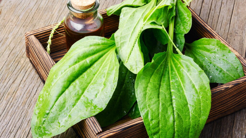 Segredinho dos médicos é revelado com essa planta esquecida