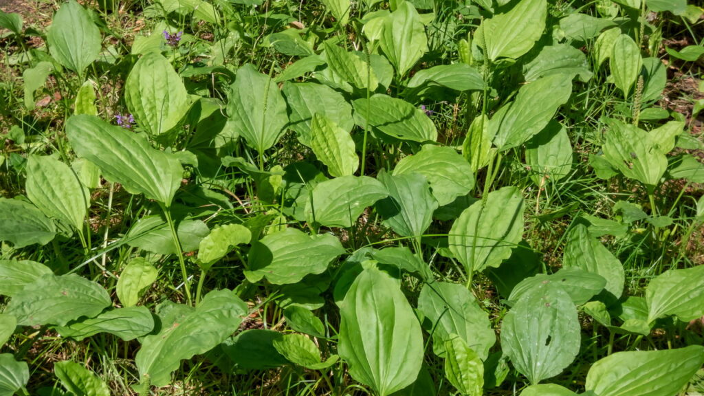 Segredinho dos médicos é revelado com essa planta esquecida