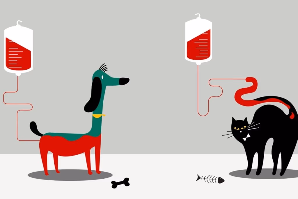 Entenda como é feita a transfusão de sangue em animais