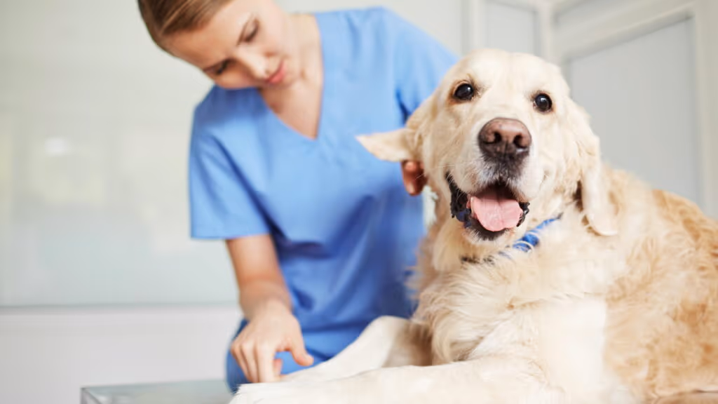 Essas 7 profissões com animais estão bombando e têm vagas em todo o Brasil