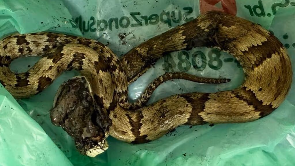 Ator Guilherme Fontes é picado por jararaca