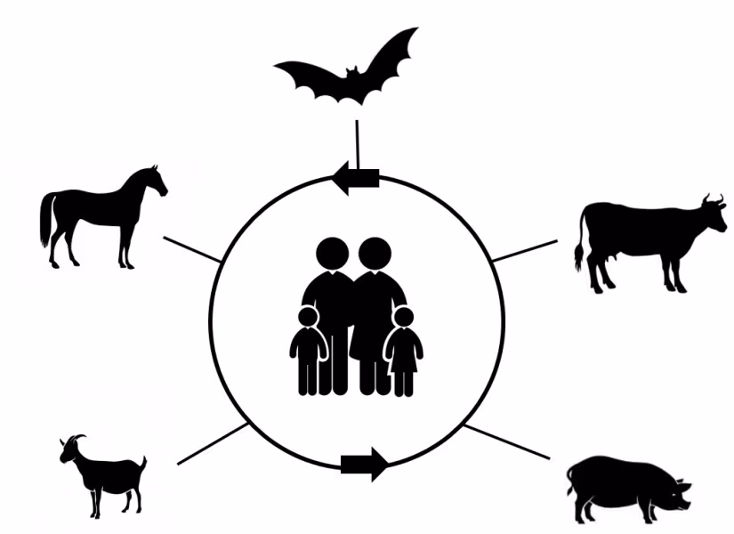 Pesquisa registra aumento do número de infecções de origem animal