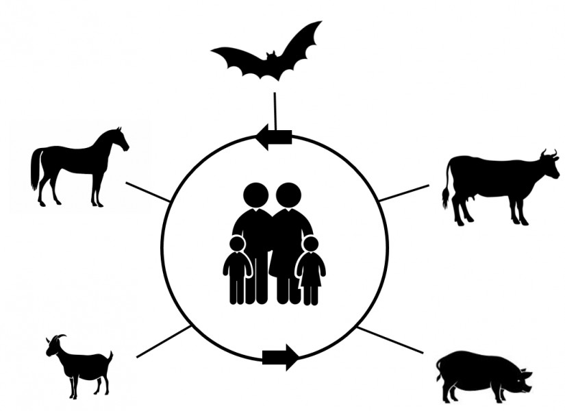 Pesquisa registra aumento do número de infecções de origem animal