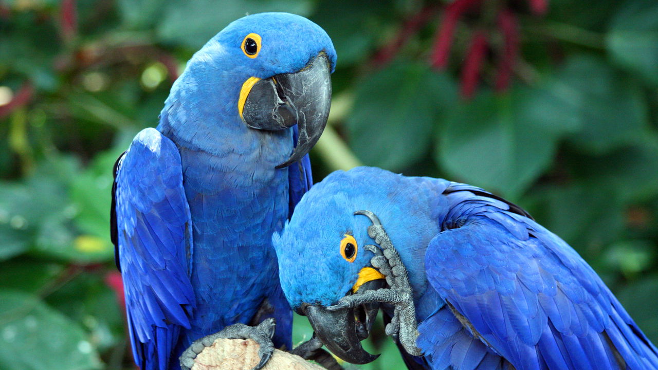 Por que as araras vivem em casal por toda a vida?