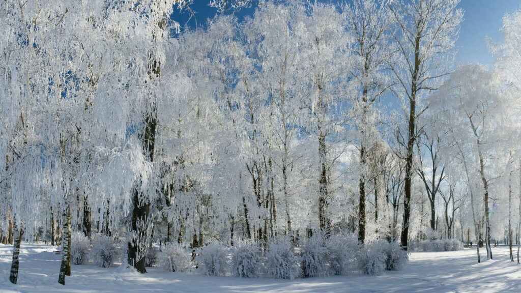 O mistério da natureza que tá deixando todo mundo de queixo caído