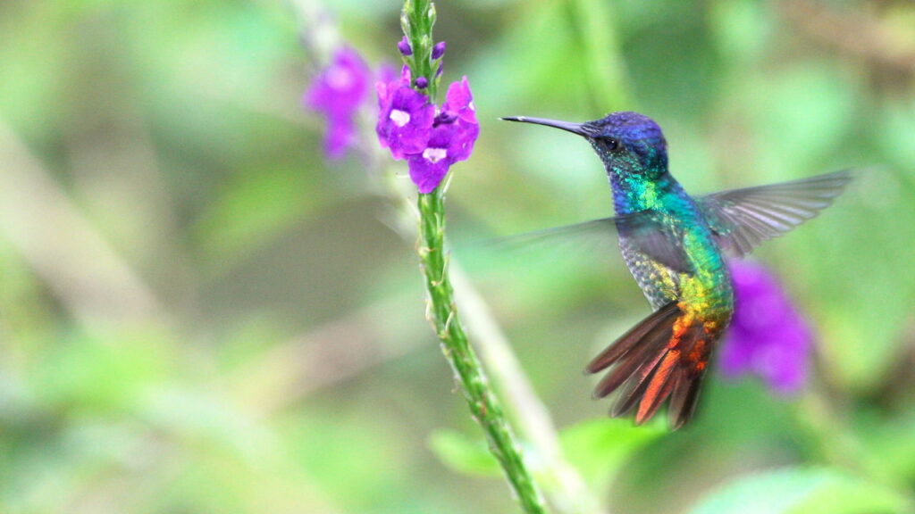 Beija-flor aparece no seu jardim? Te explicamos o que significa