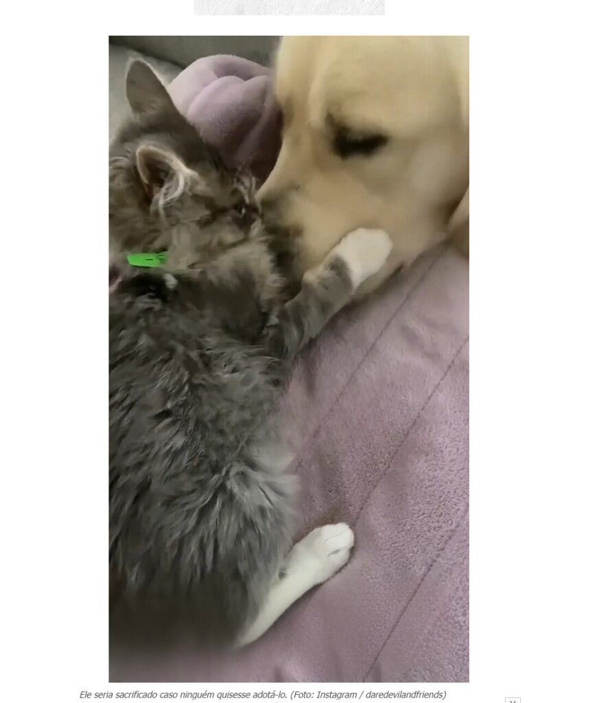 Cão perde a visão e gatos fazem revezamento que encantam a web.